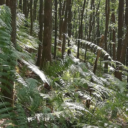 Apartment Haus Pfaffenfels Schonau (Rhineland-Palatinate)