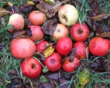 Haus Pfaffenfels Apartment Schonau (Rhineland-Palatinate)