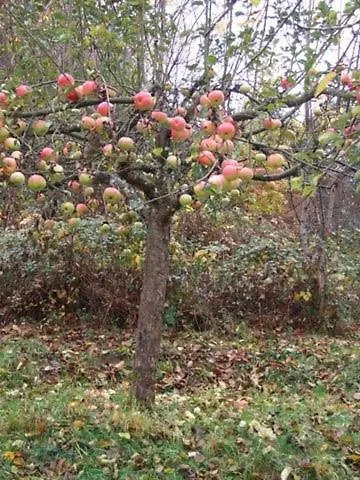 Apartmán Haus Pfaffenfels