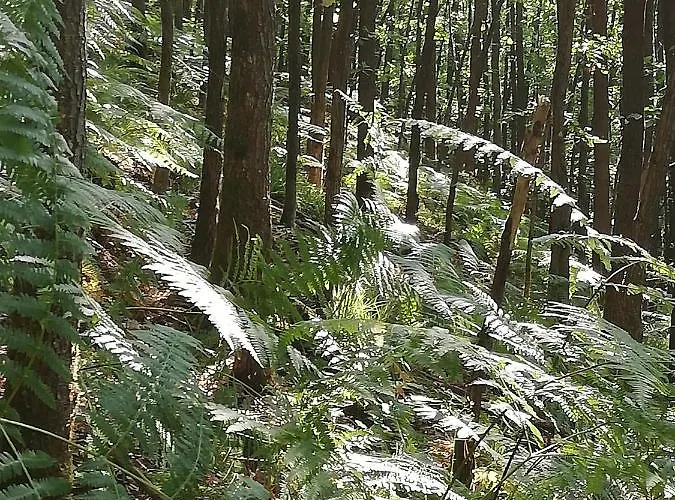 Apartmán Haus Pfaffenfels Schönau