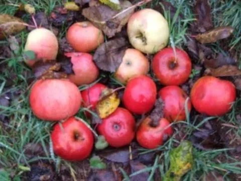 Haus Pfaffenfels Apartmán Schönau